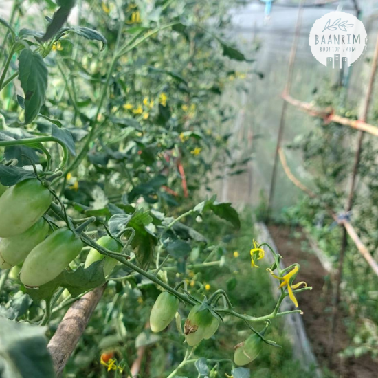 มะเขือเทศราชินี (Cherry tomato)