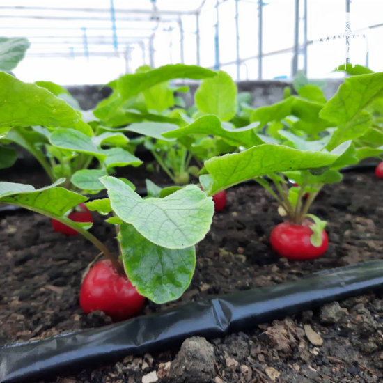 แรดิช (Radish)