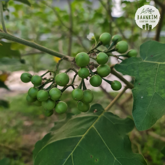 มะเขือพวง (Pea Eggplant)