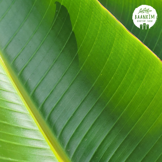 ใบตองกล้วยน้ำว้า (Banana Leaves)