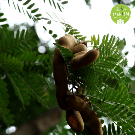 มะขามเปรี้ยว (Tamarind)