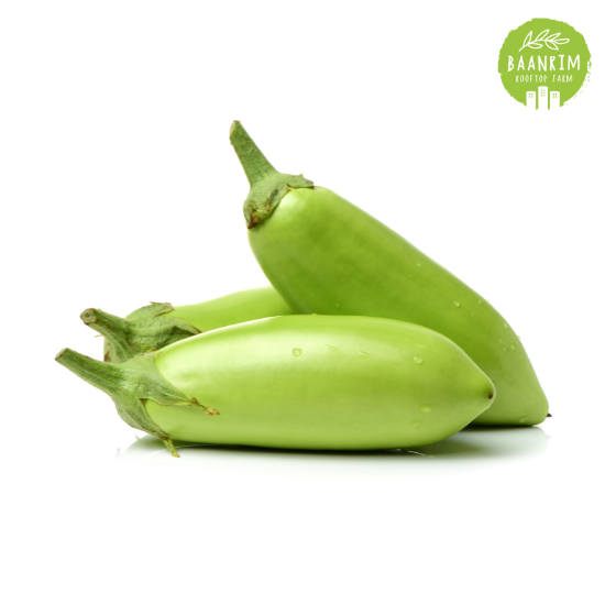 มะเขือยาว (Thai Long Green Eggplant)