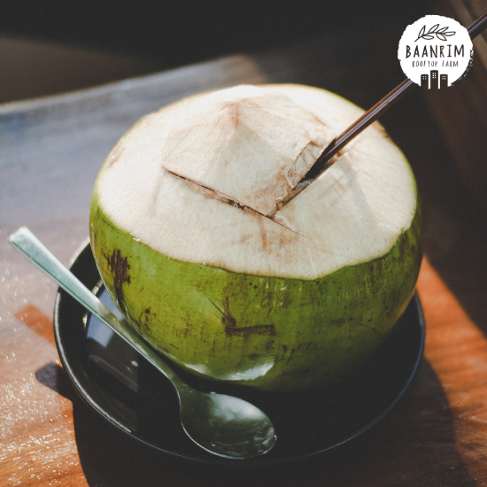 มะพร้าว (Coconut)