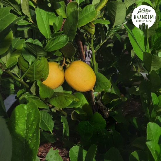 เลมอน (Lemon)