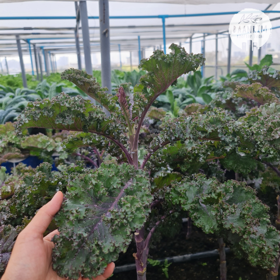 เคลม่วง (Purple Kale)