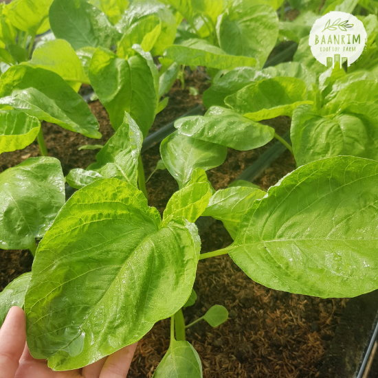 ผักโขม (Amaranth)