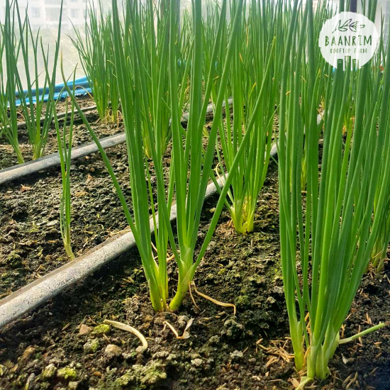 ต้นหอม ผักชี (Green onion & Cilantro)
