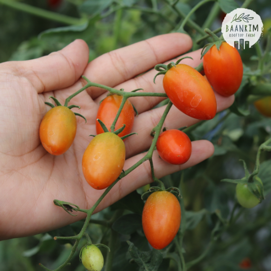มะเขือเทศราชินี (Cherry tomato)