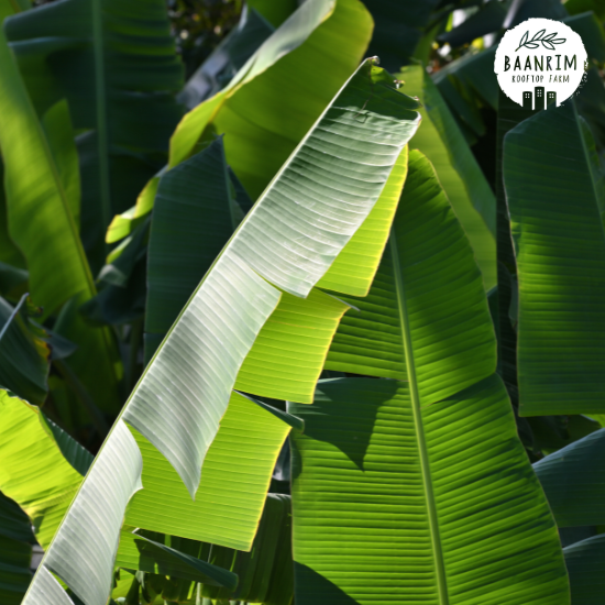 ใบตองกล้วยน้ำว้า (Banana Leaves)