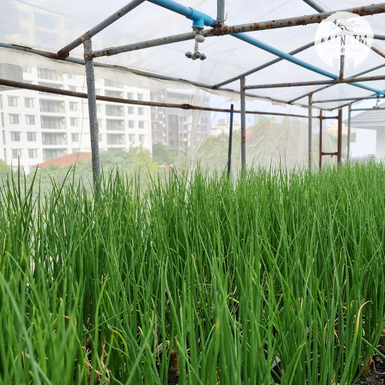 ต้นหอม ผักชี (Green onion & Cilantro)