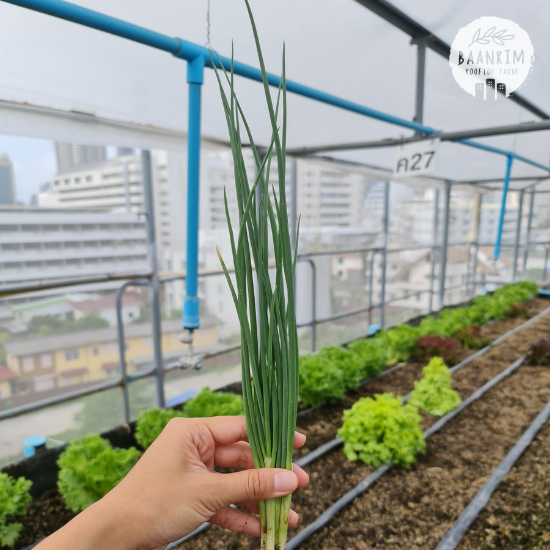 ต้นหอม ผักชี (Green onion & Cilantro)